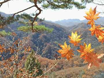 武夷山门户网最新消息，探索世界遗产的无限魅力与生态保护新篇章